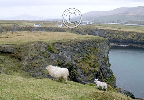 Southern Ireland Coastal View DM0239